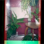 Plants by a Shower